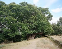 Casta&ntilde;o de Pumvari&ntilde;os